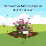 1 Gallon The Pink Double Knock Out® Rose Shrub