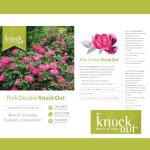 1 Gallon The Pink Double Knock Out® Rose Shrub