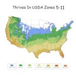 1 Gallon The Pink Double Knock Out® Rose Shrub