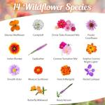 Monarch Butterfly Rescue Wildflower Seeds 4oz. Bulk Open-Pollinated Wildflower Seed Packet, No Fillers, Annual, Perennial Milkweed Seeds for Monarch Butterfly 4 oz