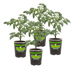 Bonnie Plants Patio Tomato, 19.3 oz., 4-Pack, Live Plants