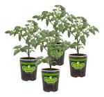 Bonnie Plants Patio Tomato, 19.3 oz., 4-Pack, Live Plants