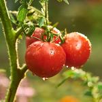 Bonnie Plants Patio Tomato, 19.3 oz., 4-Pack, Live Plants