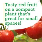 Bonnie Plants Patio Tomato, 19.3 oz., 4-Pack, Live Plants