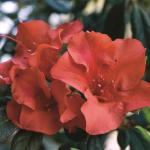 1 Gallon Encore Azalea Autumn Embers Shrub
