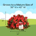 1 Gallon Encore Azalea Autumn Embers Shrub