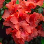 1 Gallon Encore Azalea Autumn Embers Shrub