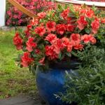 1 Gallon Encore Azalea Autumn Embers Shrub