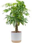 Costa Farms Money Tree Live Plant, Easy to Grow Houseplant Potted in Indoor Garden Pot, Pachira Bonsai in Potting Soil, Gift for Birthday, Housewarming, Thank You, Office and Home Decor, 3-4 Feet Tall
