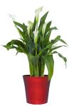 Classic Home and Garden 10" Bella Planter, Ruby Slipper
