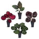 Calathea Collection (4 Pack) Live Plants – Stunning Foliage Prayer Plants Like Orbifolia, Rose Painted, White Star & Dottie – Easy Indoor Tropical Plants – Pet Friendly – Natural Air Purifiers