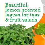 Bonnie Plants Lemon Balm Live Herb Plants - 4 Pack, Perennial In Zones 5 to 9, For Lemon Flavor In A Variety Of Dishes & Teas