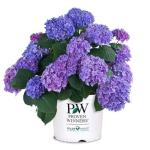 2 Gallon Proven Winners Hydrangea Let’s Dance Rhythmic Blue Shrub