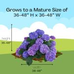 2 Gallon Proven Winners Hydrangea Let’s Dance Rhythmic Blue Shrub