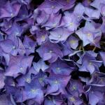 2 Gallon Proven Winners Hydrangea Let’s Dance Rhythmic Blue Shrub