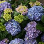 2 Gallon Proven Winners Hydrangea Let’s Dance Rhythmic Blue Shrub