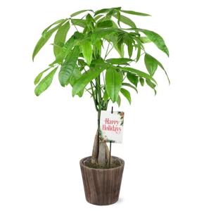 Green Circle Growers 5" Money Tree in Wilson Brown Planter, Live Plant – Happy Holidays