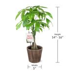 Green Circle Growers 5" Money Tree in Wilson Brown Planter, Live Plant – Happy Holidays