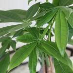 Green Circle Growers 5" Money Tree in Wilson Brown Planter, Live Plant – Happy Holidays