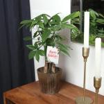 Green Circle Growers 5" Money Tree in Wilson Brown Planter, Live Plant – Happy Holidays