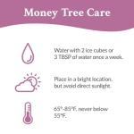 Green Circle Growers 5" Money Tree in Wilson Brown Planter, Live Plant – Happy Holidays