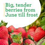 Bonnie Plants Strawberry, Live Plant, 19.3 oz. (4-Pack)