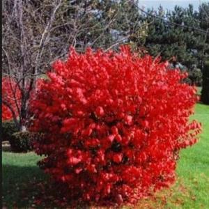 10 Burning Bush Shrub, Dwarf Burning Bush Live Plants 4 to 10 Inches Tall Bare Roots No Shipping to NY, NH, MA, and VT
