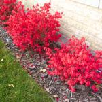 10 Burning Bush Shrub, Dwarf Burning Bush Live Plants 4 to 10 Inches Tall Bare Roots No Shipping to NY, NH, MA, and VT