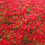 10 Burning Bush Shrub, Dwarf Burning Bush Live Plants 4 to 10 Inches Tall Bare Roots No Shipping to NY, NH, MA, and VT