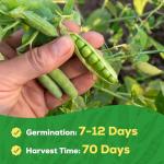 PLANTMEW Sugar Snap Pea Seeds for Planting - Heirloom, Non-GMO, Open Pollinated - Sweet & Crunchy Edible Pods for Fresh Eating - Easy Grow Vertical Vine for Containers, Trellis & Home Garden