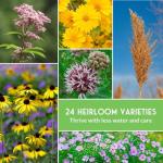 Native Plant Seeds 24 Variety Pack – Perennial & Annual North American Wildflowers, Grasses & Keystone Species for Planting Pollinator Gardens – Non-GMO Heirloom – Survival Garden Seeds