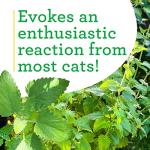 Bonnie Plants Catnip Live Herb Plants - 4 Pack, Pet Friendly, Grows Great In Containers, Fresh For Cats & Dries For Cat Sachets