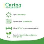 Bonnie Plants Catnip Live Herb Plants - 4 Pack, Pet Friendly, Grows Great In Containers, Fresh For Cats & Dries For Cat Sachets