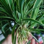 NYGardenia 3 Reverse Variegated Spider Plant Cuttings – Fast-Growing Indoor Houseplants – Easy to Grow Hanging Basket Greenery for Home or Office Décor