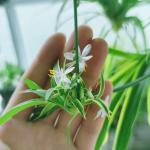 NYGardenia 3 Reverse Variegated Spider Plant Cuttings – Fast-Growing Indoor Houseplants – Easy to Grow Hanging Basket Greenery for Home or Office Décor