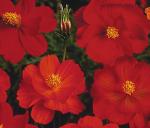 Red Crest Cosmos - Long Blooming Season