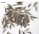 Red Crest Cosmos - Long Blooming Season