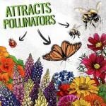 Seed Needs Wildflower Seeds Butterfly and Hummingbird Seed Mix 2 Ounce No Filler | 23 Varieties Annual & Perennial Species Such as Butterfly Milkweed, Cosmos & Zinnia | Resealable Bulk Package