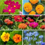 Seed Needs Wildflower Seeds Butterfly and Hummingbird Seed Mix 2 Ounce No Filler | 23 Varieties Annual & Perennial Species Such as Butterfly Milkweed, Cosmos & Zinnia | Resealable Bulk Package
