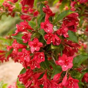 2 Red Weigela Shrubs - 10-16" Tall Live Plants - Flowering Weigela Bush Seedlings - Weigela Florida - (2 Pack)