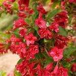 2 Red Weigela Shrubs - 10-16" Tall Live Plants - Flowering Weigela Bush Seedlings - Weigela Florida - (2 Pack)