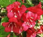 2 Red Weigela Shrubs - 10-16" Tall Live Plants - Flowering Weigela Bush Seedlings - Weigela Florida - (2 Pack)
