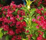 2 Red Weigela Shrubs - 10-16" Tall Live Plants - Flowering Weigela Bush Seedlings - Weigela Florida - (2 Pack)
