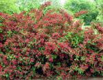 2 Red Weigela Shrubs - 10-16" Tall Live Plants - Flowering Weigela Bush Seedlings - Weigela Florida - (2 Pack)