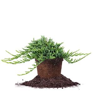 Perfect Plants Blue Rug Juniper Shrub 1 Gallon | Live Outdoor Plant | Good for Vines or Groundcover | Evergreen Foliage All Year