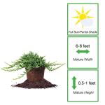 Perfect Plants Blue Rug Juniper Shrub 1 Gallon | Live Outdoor Plant | Good for Vines or Groundcover | Evergreen Foliage All Year