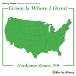 Perfect Plants Blue Rug Juniper Shrub 1 Gallon | Live Outdoor Plant | Good for Vines or Groundcover | Evergreen Foliage All Year