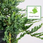 Perfect Plants Blue Rug Juniper Shrub 1 Gallon | Live Outdoor Plant | Good for Vines or Groundcover | Evergreen Foliage All Year