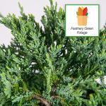 Perfect Plants Blue Rug Juniper Shrub 1 Gallon | Live Outdoor Plant | Good for Vines or Groundcover | Evergreen Foliage All Year