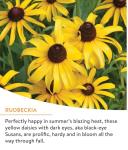 Burpee Wildflower 25,000 Bulk, 1 Bag, 18 Varieties of Non-GMO Flower Seeds Pollinator Garden, Pollinator Mix